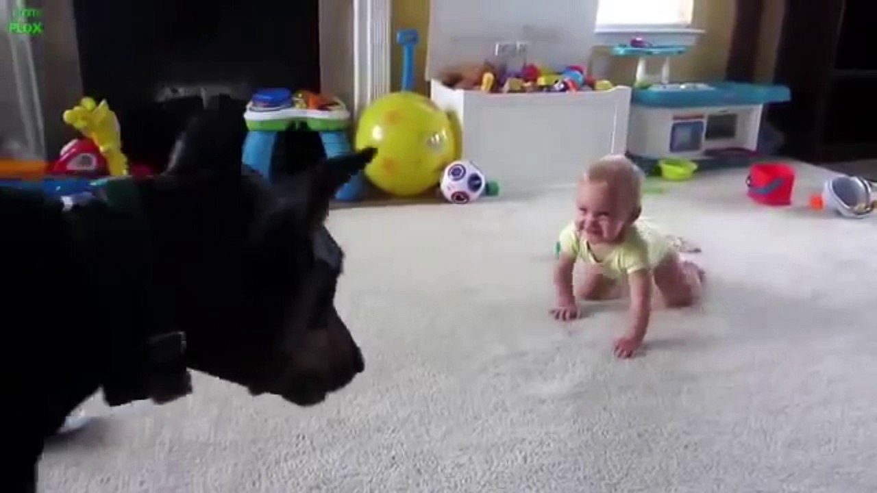 Ce chien fait éclater de rire un petit bébé !