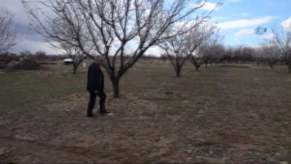 Kayısı Çiçeklendi, Üretici Teyakkuza Geçti