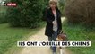 Des chiens guides écouteurs pour assister les personnes sourdes et malentendantes - France
