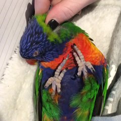 Lorikeet really enjoys head scratch
