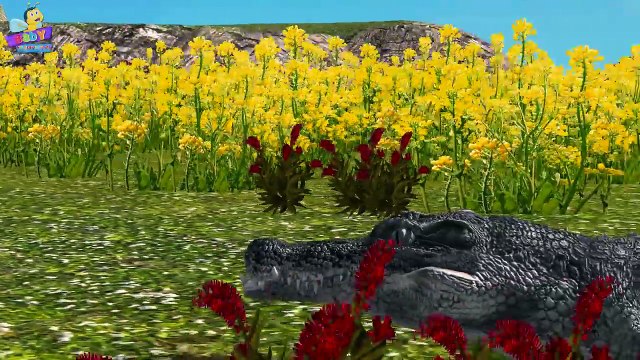 Shark Vs Alligator (Crocodile) Finger Family Rhymes| Animals Cartoons Finger Family Collec