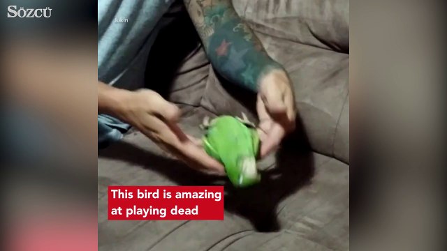 Ölü taklidi yapan papağan