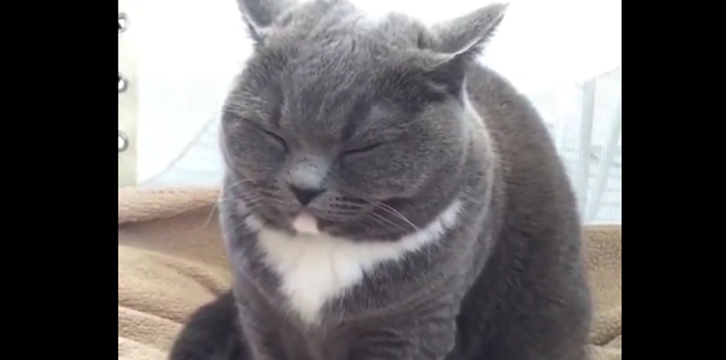 Un chaton profondément endormi ne veut pas se réveiller