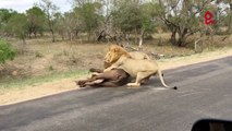 Des lions attaquent un buffle à quelques mètres des touristes