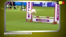 Un chien excité pendant un concours d’agility