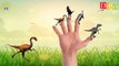 Сердитый птицы динозавр трет-рекс гулять пешком палец Семья питомник рифмы в анимация