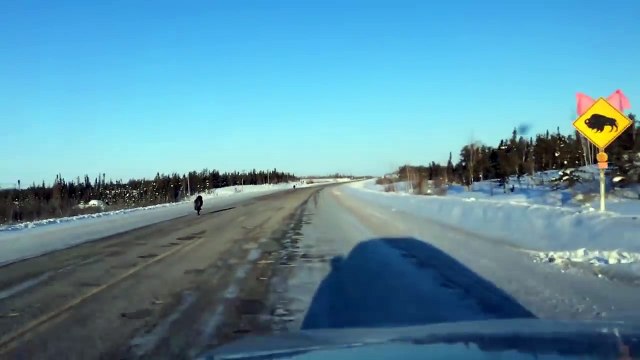 Elle croise des loups sur une autoroute