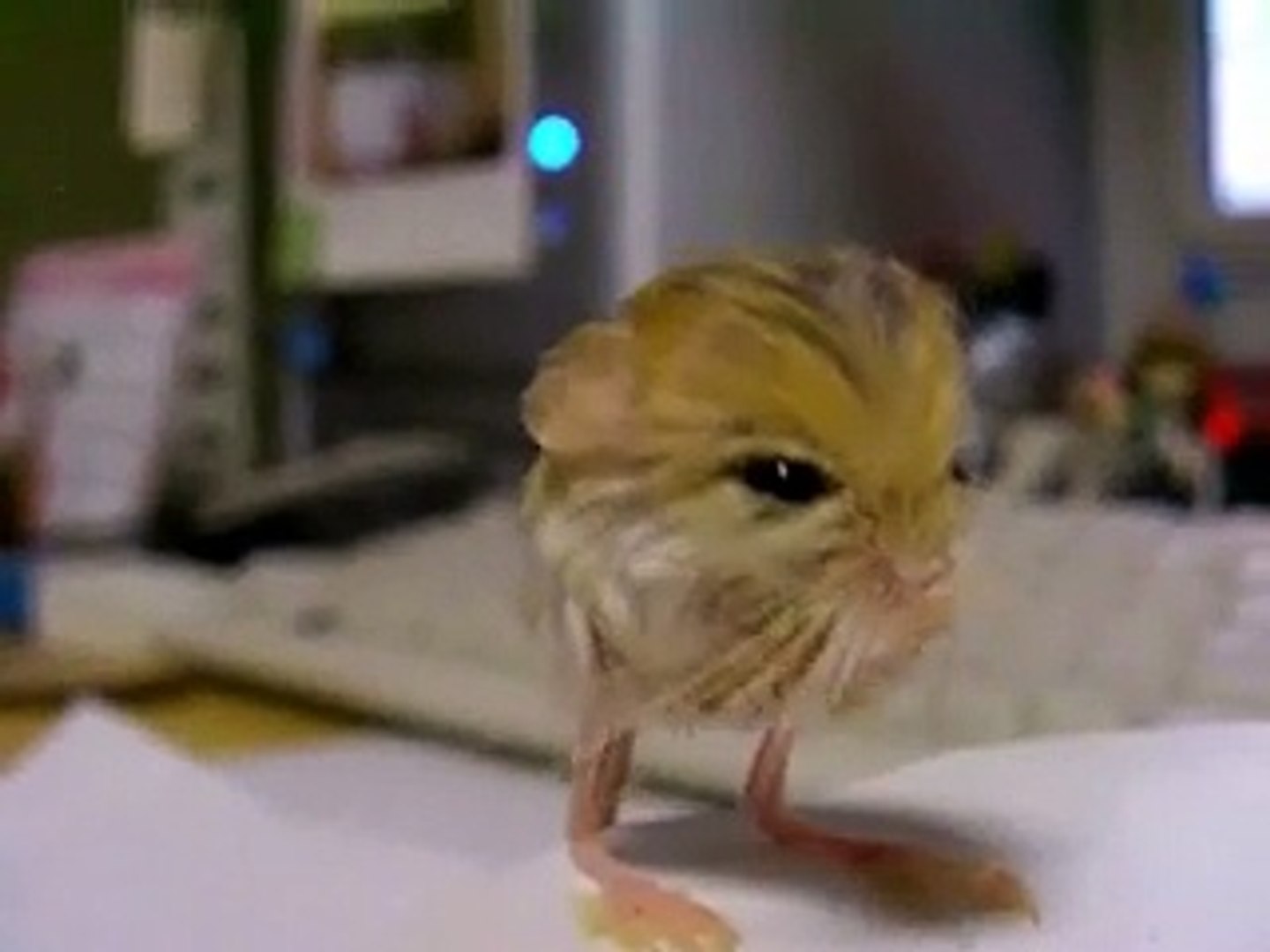 Une Gerboise Minuscule Video Dailymotion