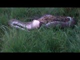 Extraordinary Footage Shows Python Eating Hyena