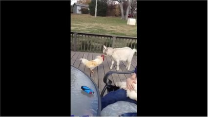 Goat accepts challenge from angry rooster
