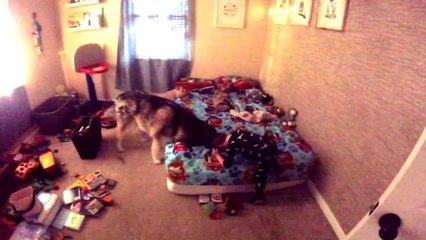 Dog's howling is little boy's morning alarm clock