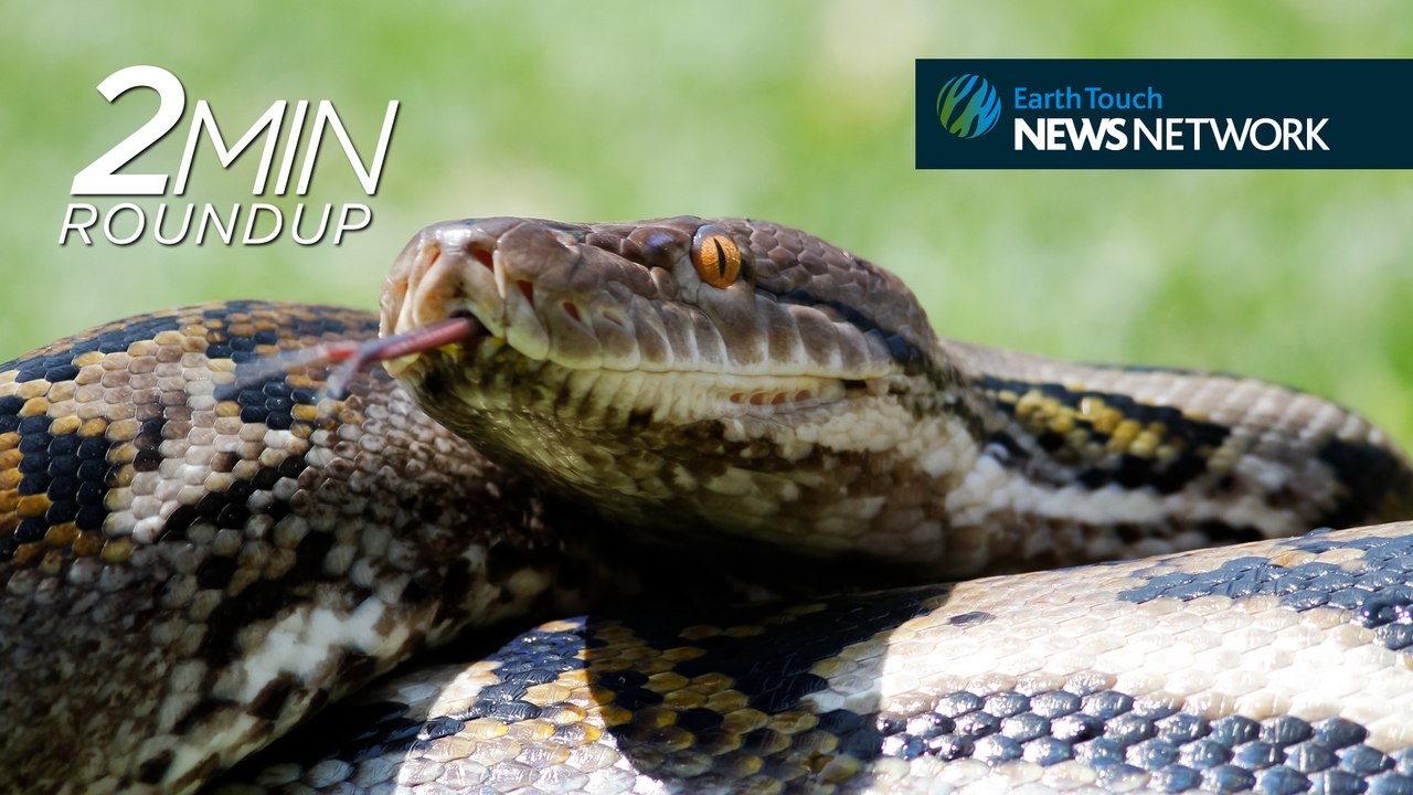 Python’s hyena meal, primate teamwork & a humpback get-together