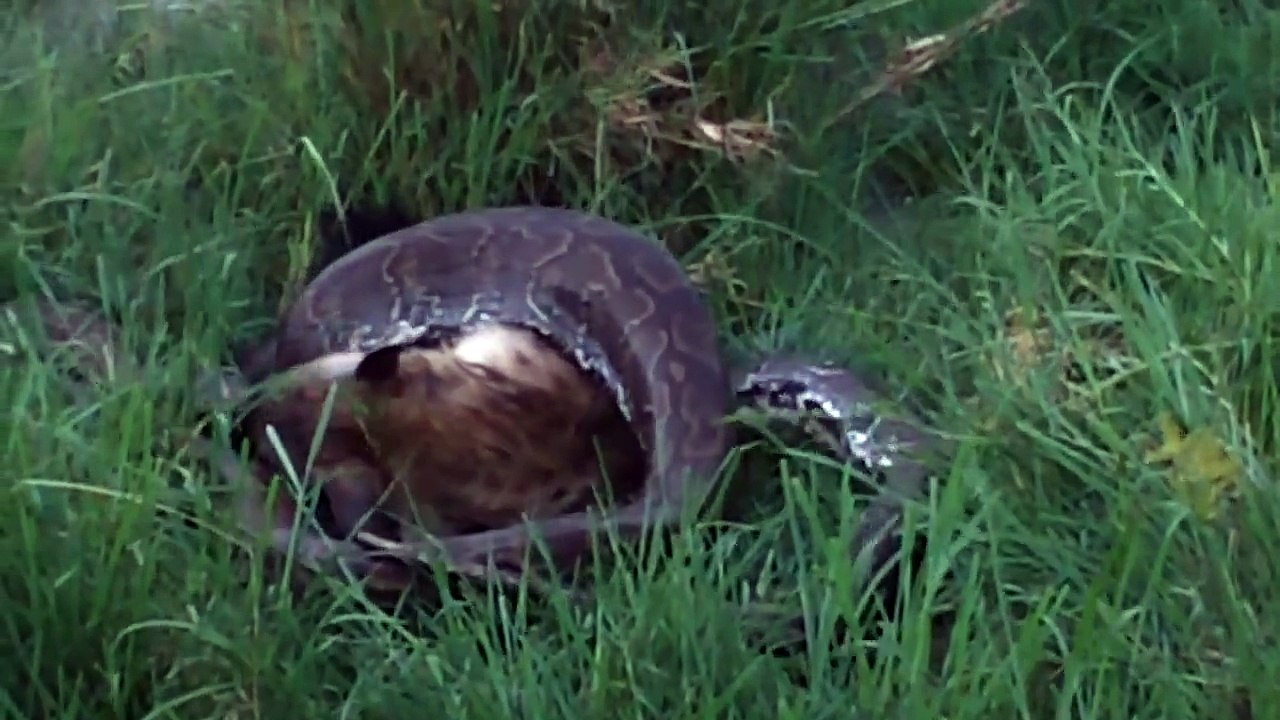 Extraordinary Footage Shows Python Eating Hyena