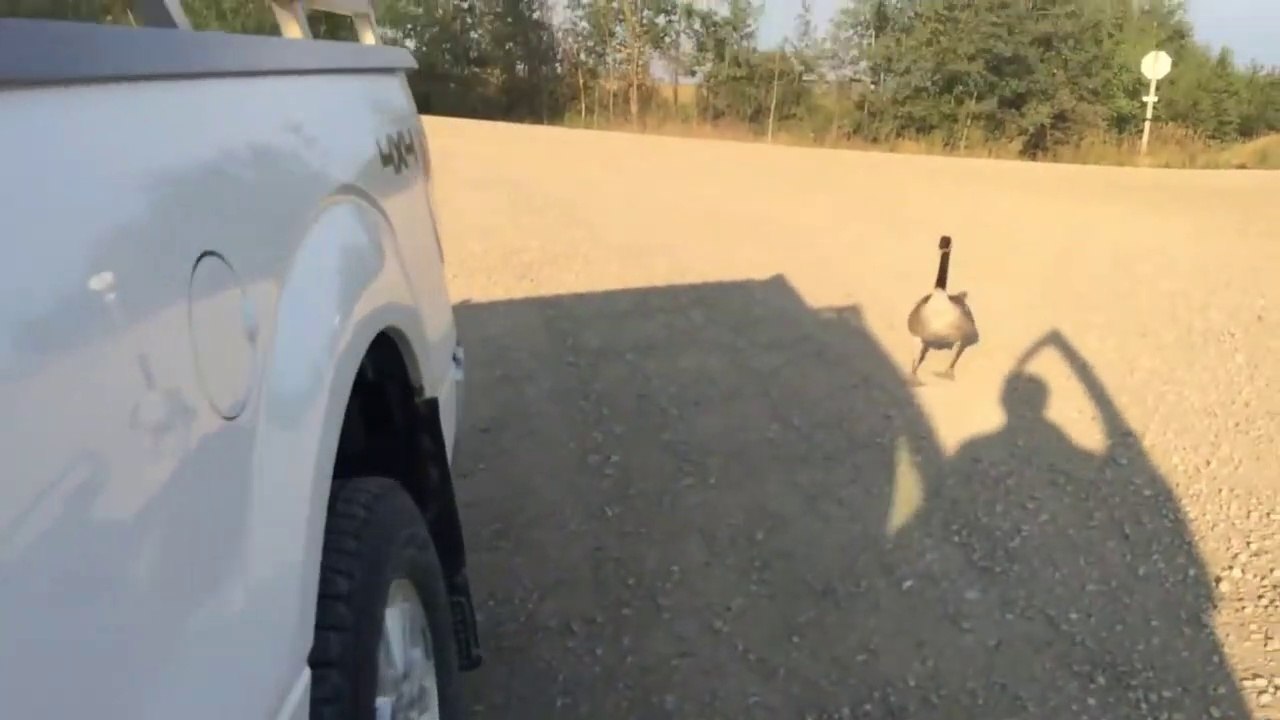 Cette oie assoiffée suit un automobiliste qui va la conduire à un point d'eau