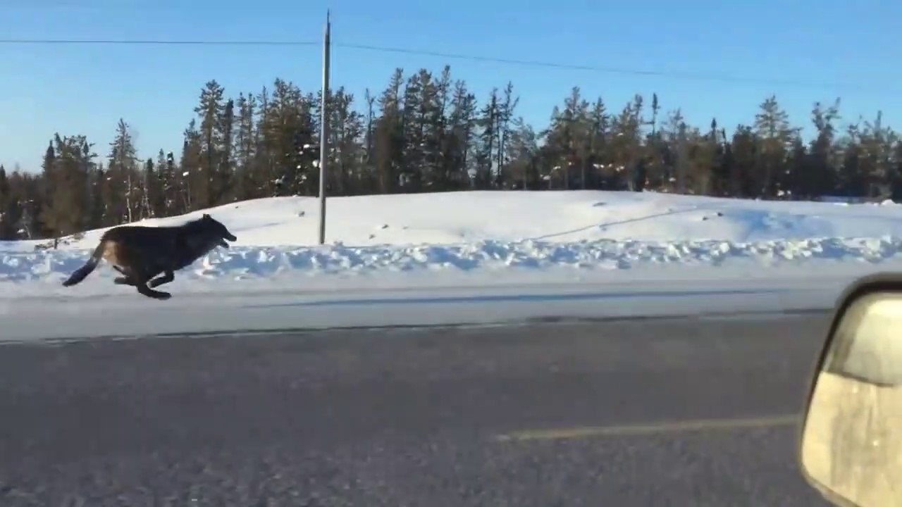 Croiser des loups sauvages en pleine autoroute... Dingue