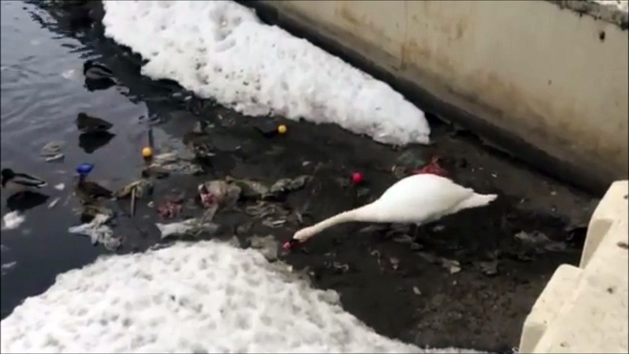Incroyable, ce cygne nettoie le lac et trie les ordures