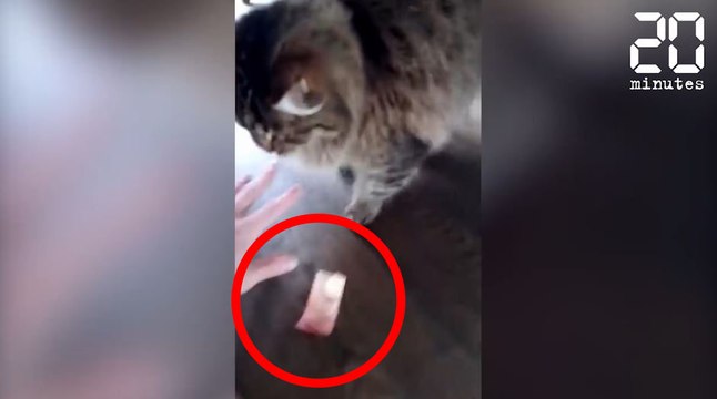 Un chat vole un billet de 10 euros ! - Le Rewind du lundi 19 mars 2017