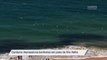 Cardume impressiona banhistas em praia de Vila Velha