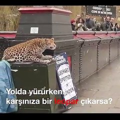 Leopar şakası görenleri şaşkına çevirdi