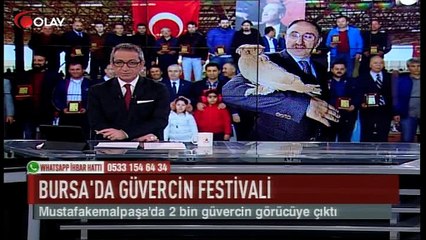 Bursa'da güvercin festivali (Haber 20 03 2017)