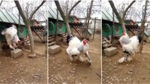 Isto é um galo gigante ou alguém disfarçado de galo? WTF!