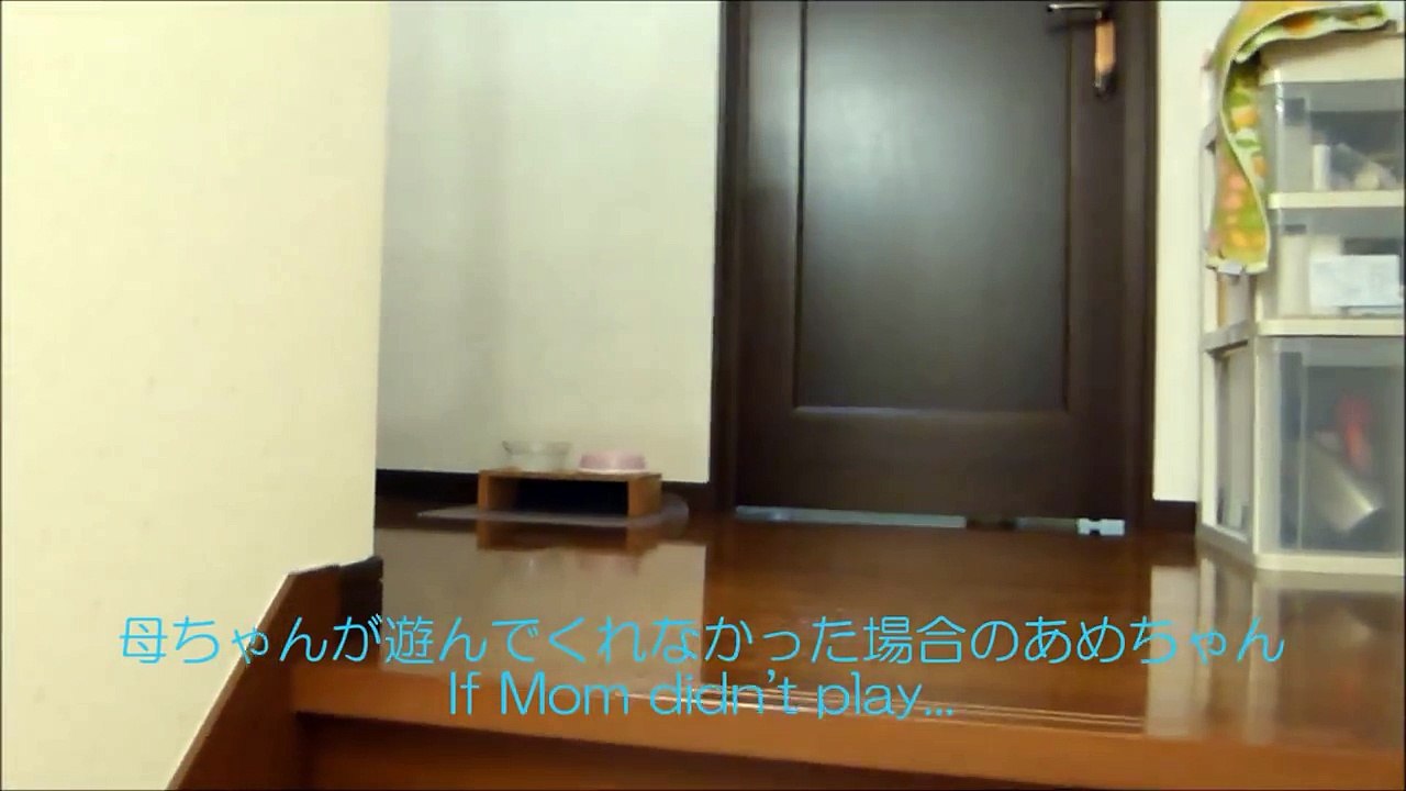 誘いを断られた猫、イジケる+拗ねる ～もう、一生お返事しないからね！ -When I refuse to play, Cat never forgive me