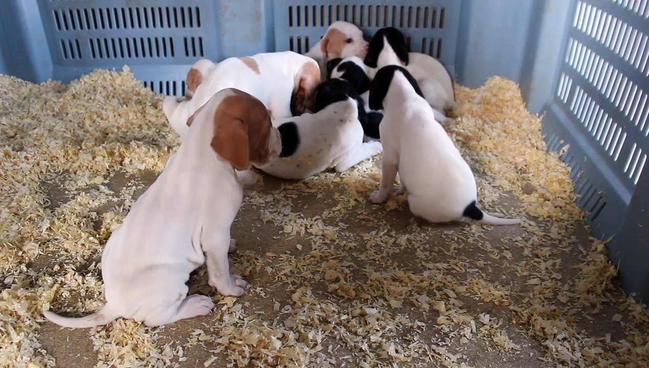 chiot pointer feu-follet des gorges du regalon x charun della cisa 3 semaines