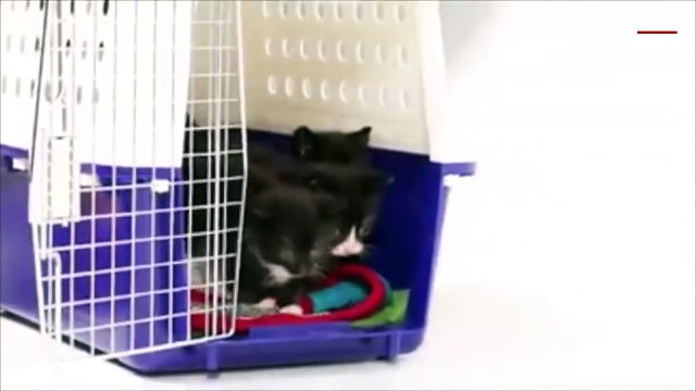 Birbirleriyle ilk kez karşılaşan kedi ve köpek yavruları izleyın