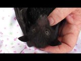 Baby Bat Loves the Taste of Fruit