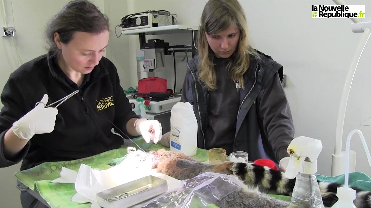 VIDEO. Saint-Aignan : le ZooParc de Beauval investit sa nouvelle clinique