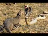 mongoose vs cobra - king cobra vs mongoose real fight
