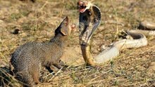mongoose vs cobra - king cobra vs mongoose real fight