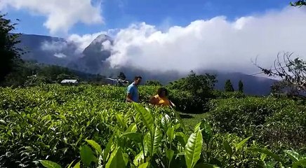 Les producteurs de thé espèrent une bonne année !