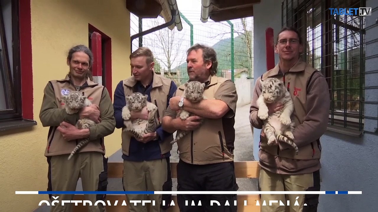 V rakúskej zoo sa narodili tigrie štvorčatá