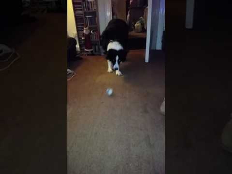 Dashing Dog Demonstrates Slick Soccer Skills
