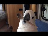 There Is More to a Spoon Than Meets the Eye, as This Cockatoo Demonstrates