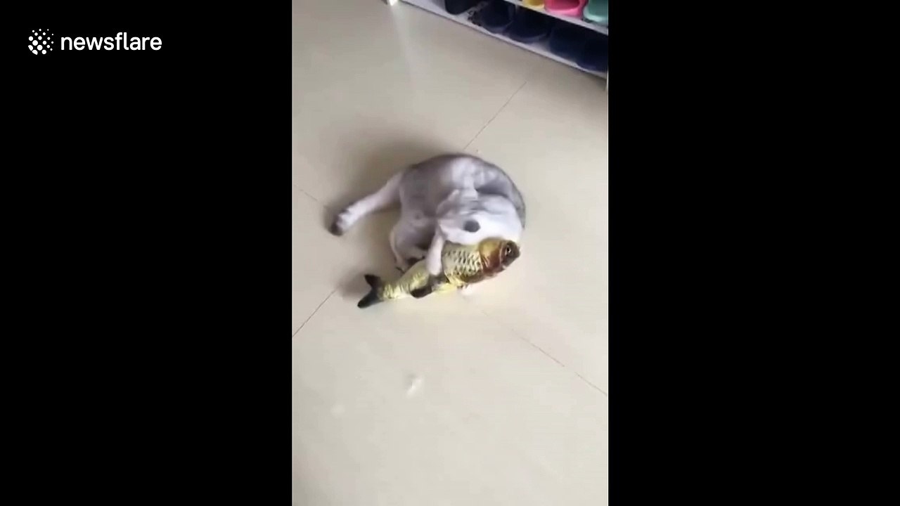 Cat gets given large fish and can't handle it