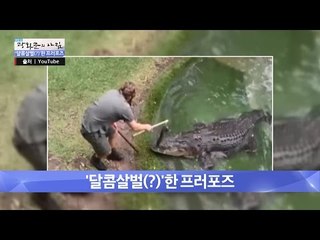 악어와 함께하는 기이한 프로포즈 [광화문의 아침] 360회 20161117