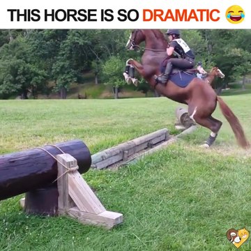 Il en fait pas un peu trop le cheval là... C'est juste un petit obstacle