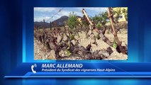 Hautes-Alpes : suite au gel exceptionnel de ce début de printemps, les vignerons demandent le soutien des élus locaux et