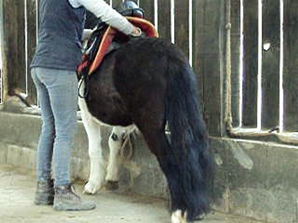 Excellant de Cabue, hongre manip selle