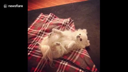 Dog owner rolls tiny Pomeranian into adorable 'burrito'