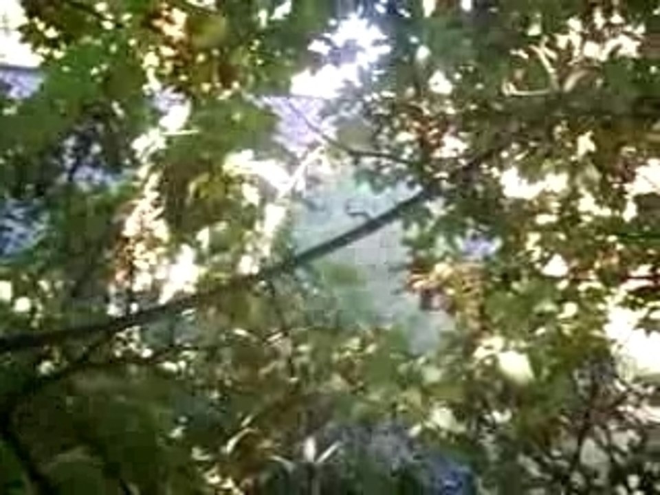 Les pigeons partie 4