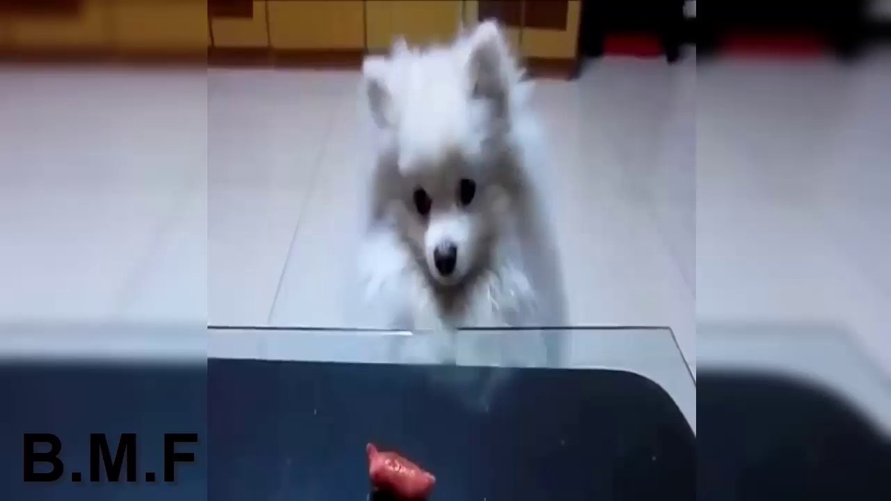 Cachorro engraçado | Videos Compilation | Ultimate Funny Dog Best