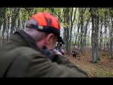 Battuta di caccia al cinghiale - I tiri a due cinghiali - Chasse Sanglier - Wild boar Hunting