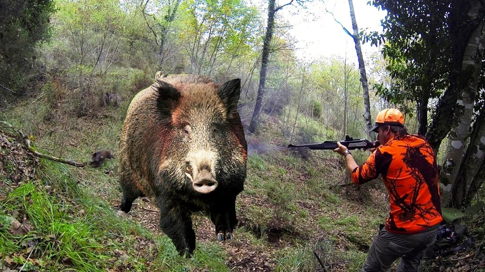 Caccia al cinghiale in Ungheria - Chasse sanglier in Ungherie Battue  Battuta Wild boar Hunting - video Dailymotion