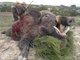 CACCIA CINGHIALE - La squadra delle carline con Stefano Bogi - Wild boar hunting Jabali Caza CHASSE SANGLIER