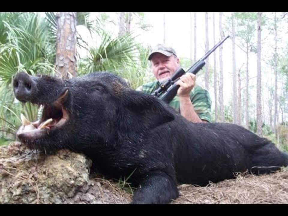Caccia grossa al cinghiale nella macchia FULL HD - Wild boar hunting