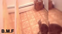 Videos Compilation | Ultimate Funny Cat  Best | Gatos Engraçados