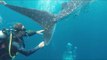 Diver Tries to Help Injured Whale Shark